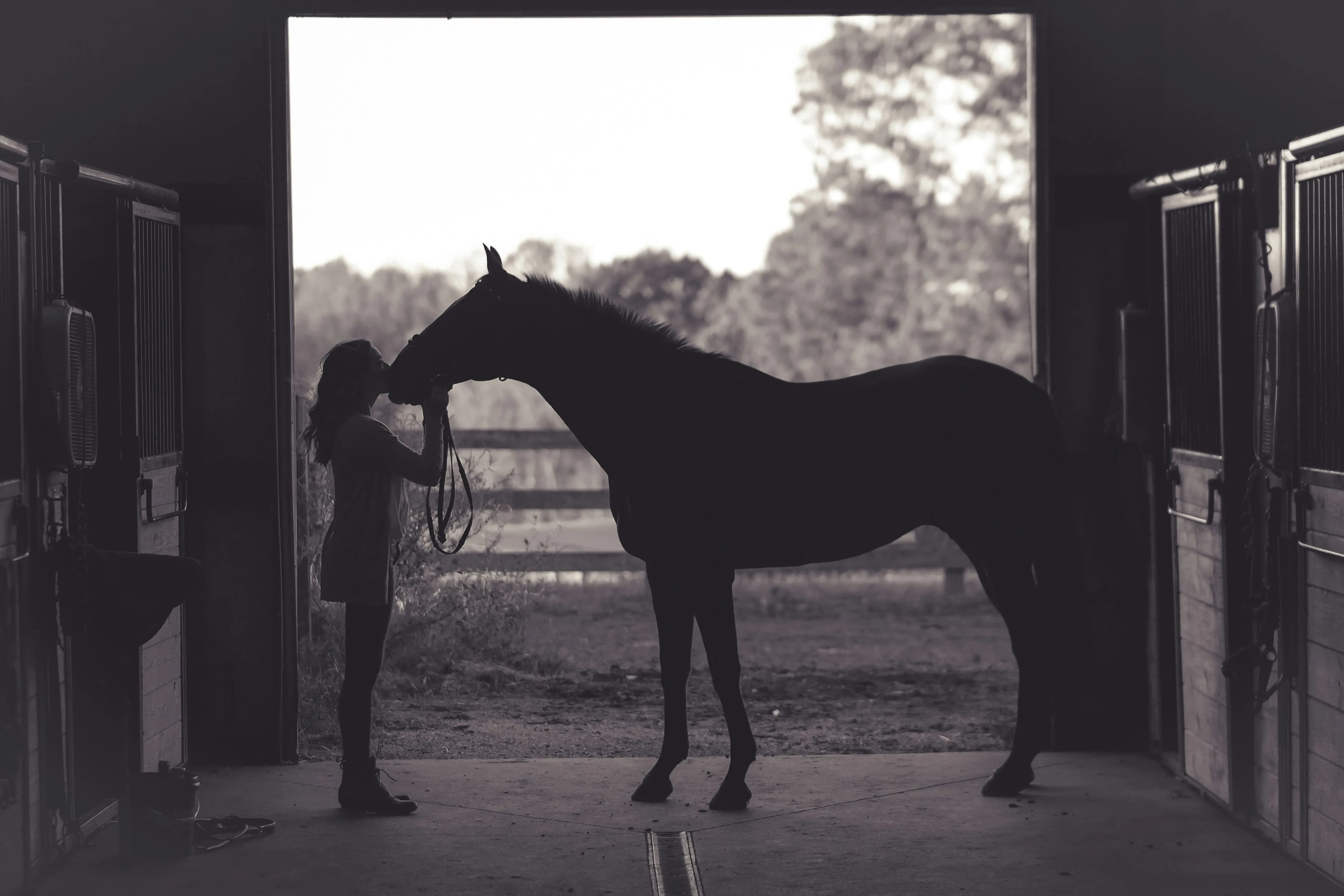 Horse and rider in a calm, confident setting.