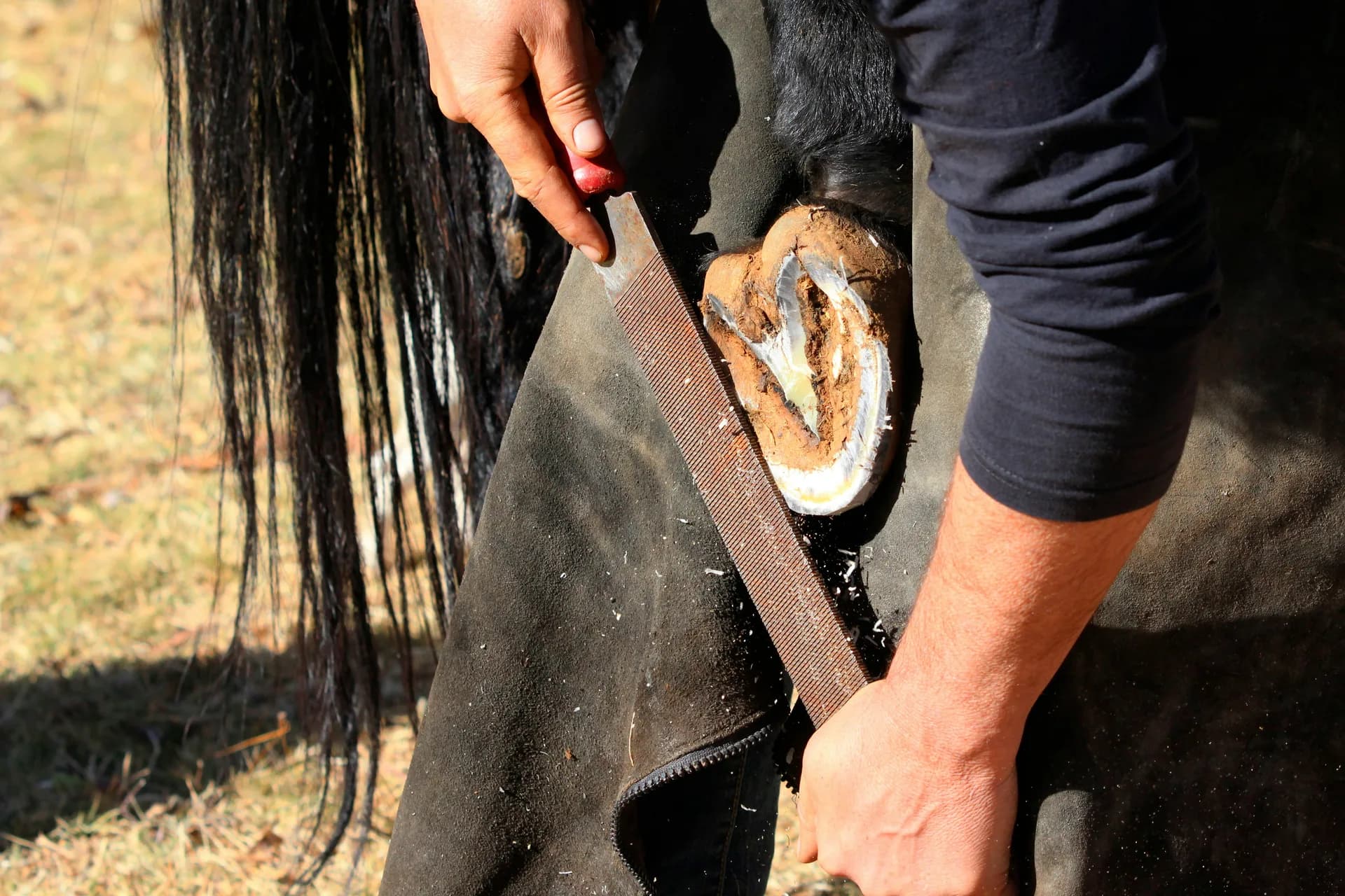 A farrier filing a horse's hoof