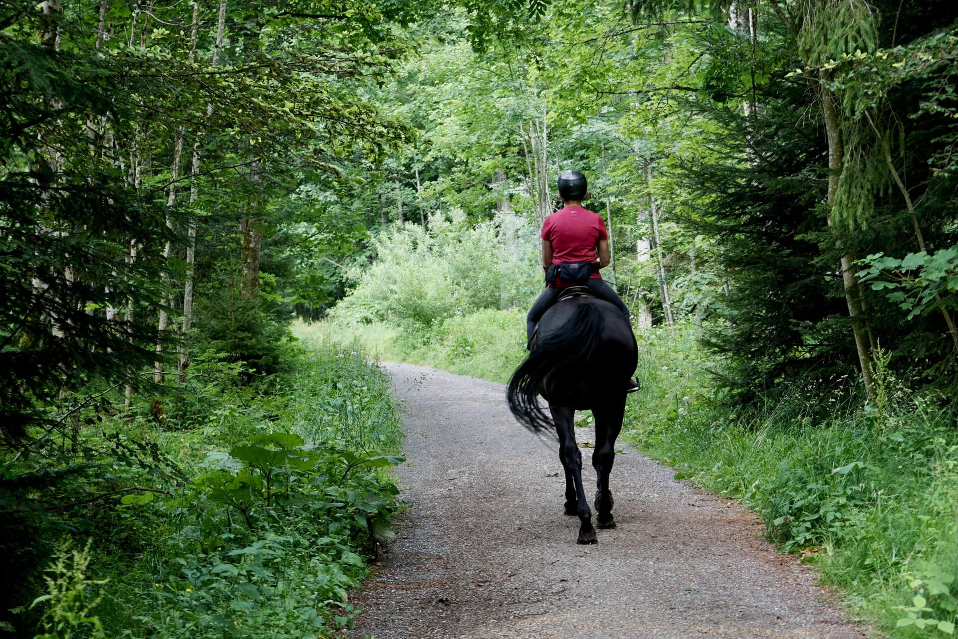 Rider mounted on a horse riding through the forest