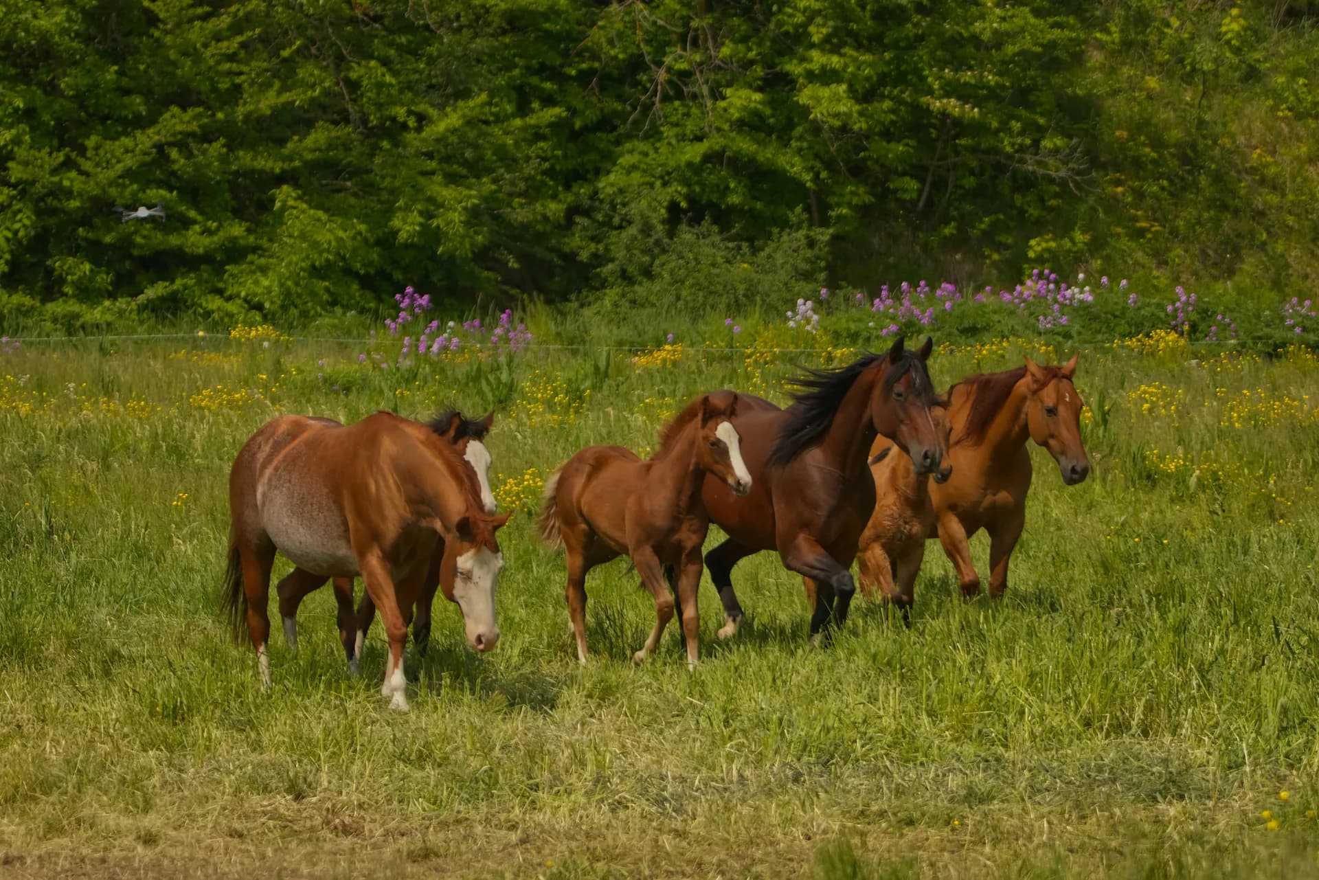 A group of horses grazing together in a paddock.